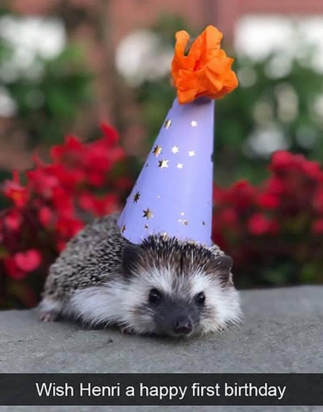 Wish Henri a happy first birthday