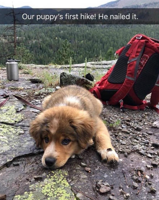 Our puppy's first hike! He nailed it.
