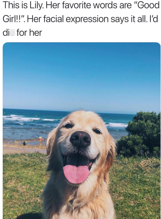 This is Lily. Her favorite words are "Good Girl!!". Her facial expression says it all. I'd di for her