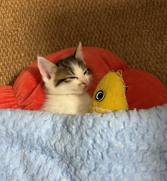 Cheezburger Image 10663976448
