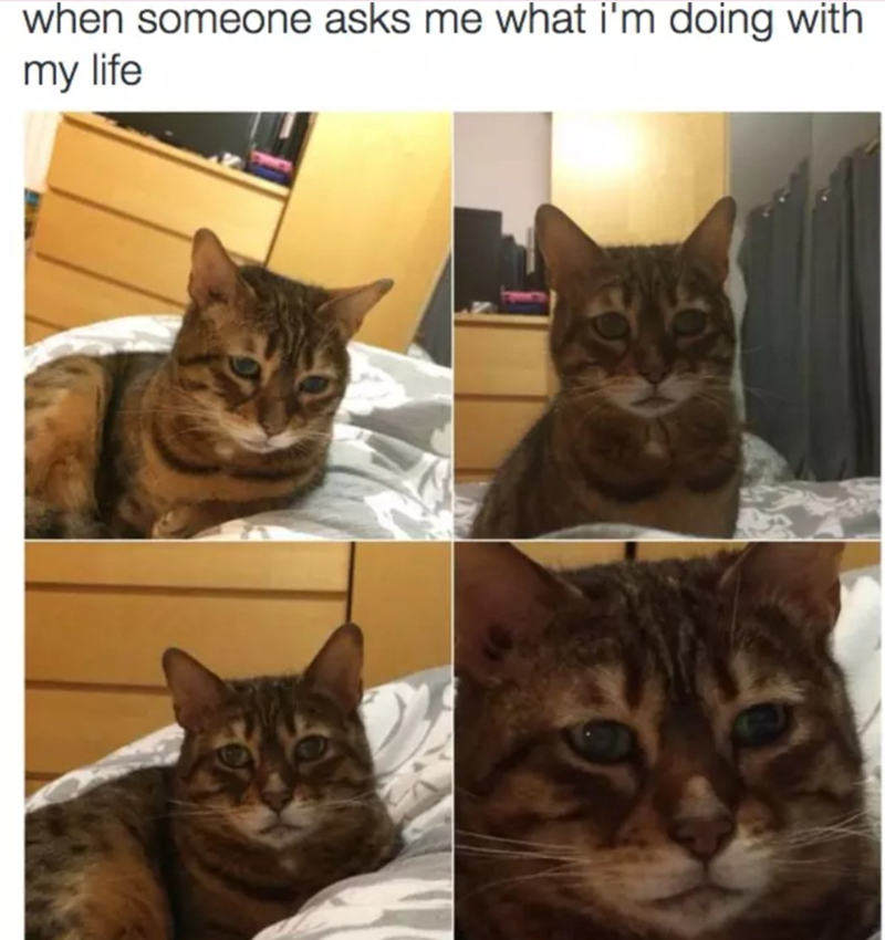when someone asks me what i'm doing with my life