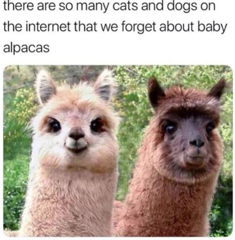 there are so many cats and dogs on the internet that we forget about baby alpacas