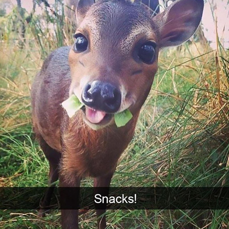 Snacks!