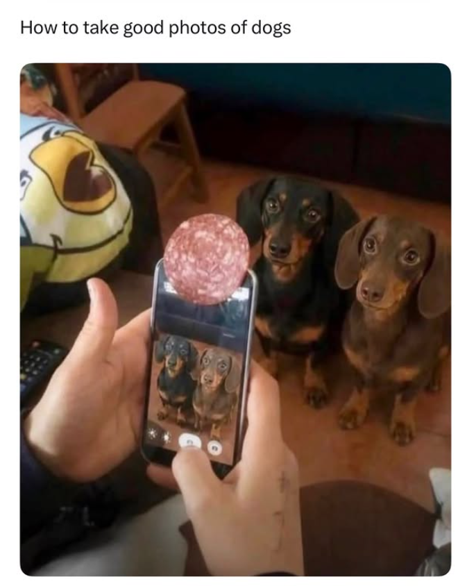 How to take good photos of dogs