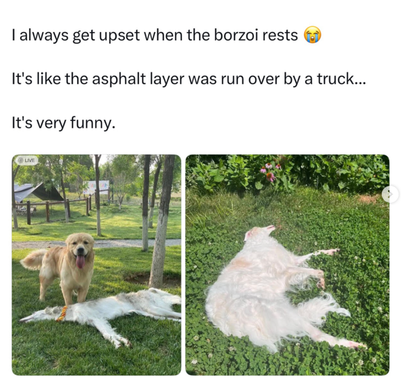 I always get upset when the borzoi rests It's like the asphalt layer was run over by a truck... It's very funny. LIVE