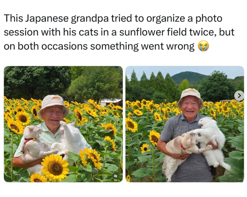 This Japanese grandpa tried to organize a photo session with his cats in a sunflower field twice, but on both occasions something went wrong >