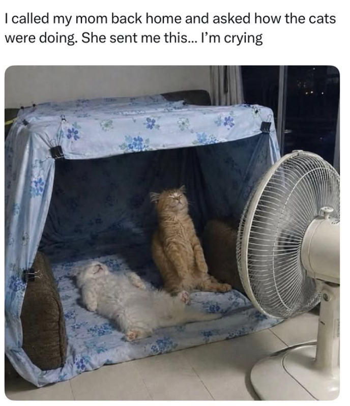 I called my mom back home and asked how the cats were doing. She sent me this... I'm crying
