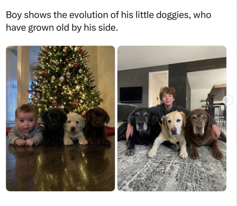 Boy shows the evolution of his little doggies, who have grown old by his side.