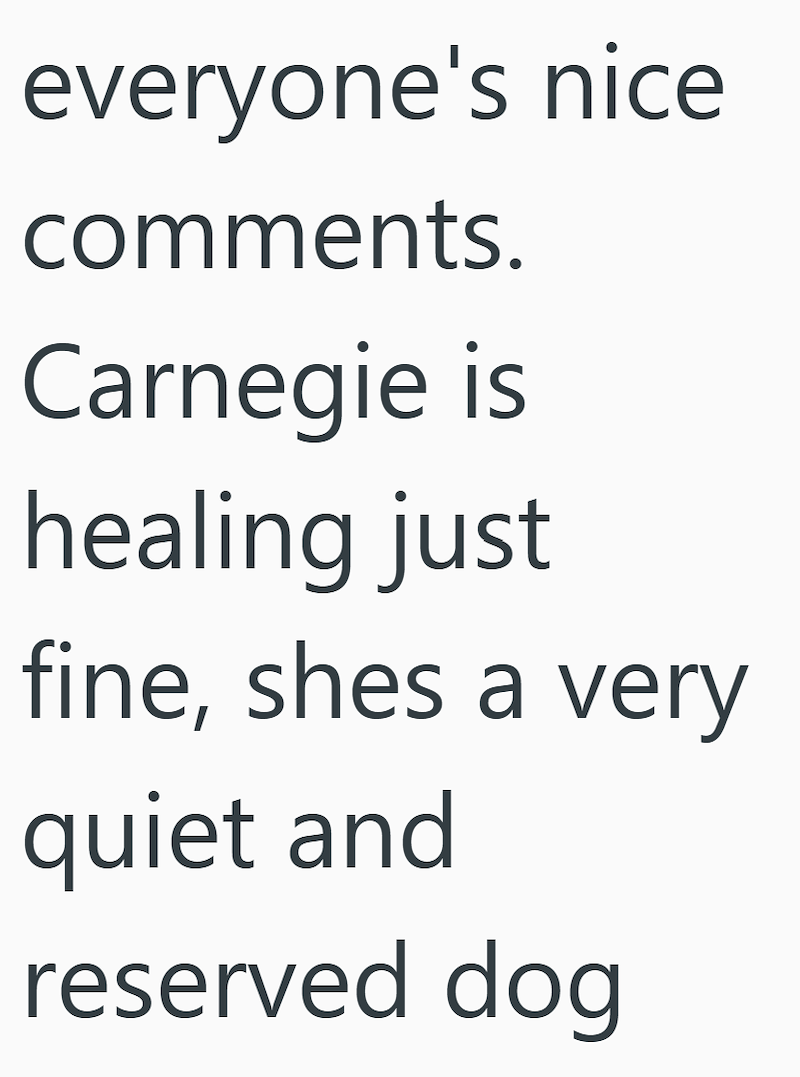 everyone's nice comments. Carnegie is healing just fine, shes a very quiet and reserved dog
