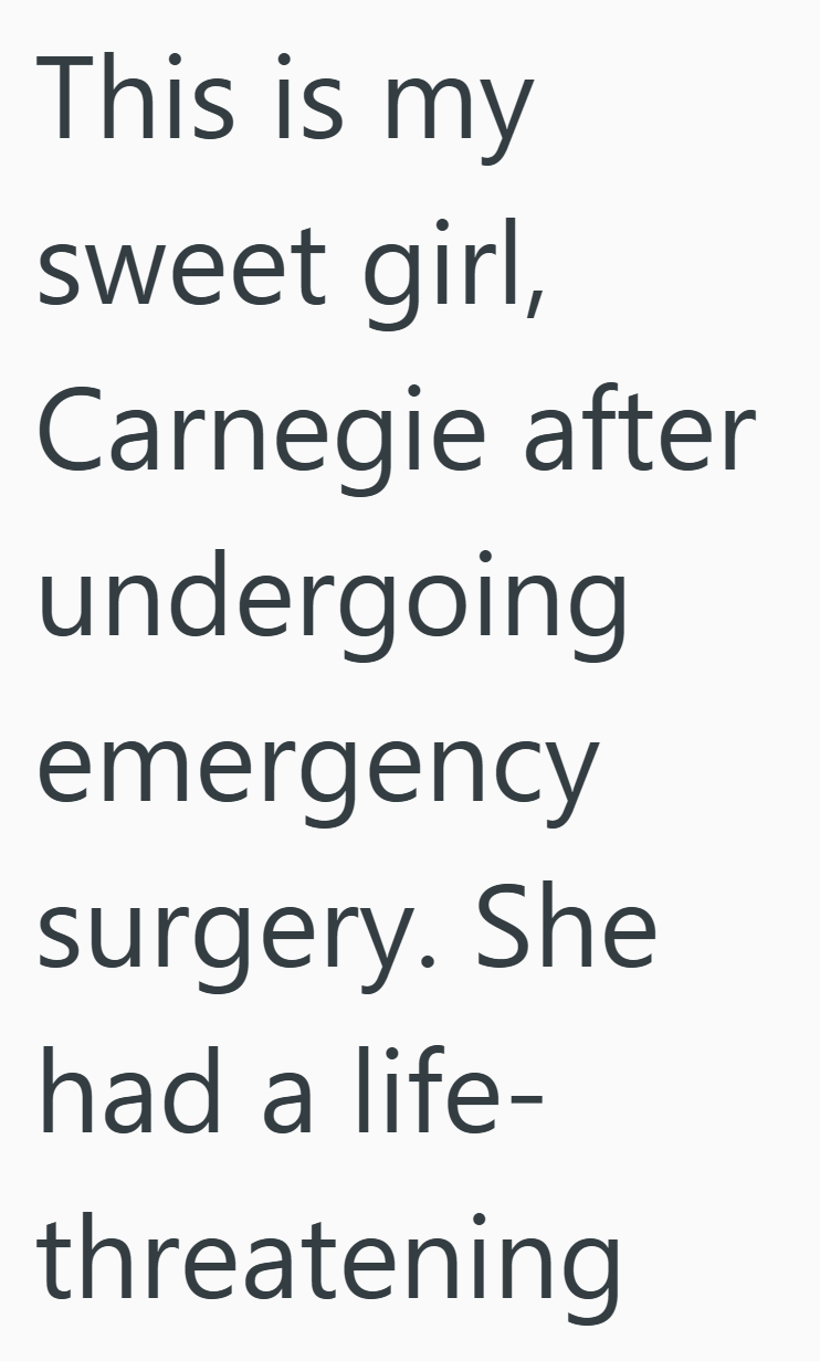This is my sweet girl, Carnegie after undergoing emergency surgery. She had a life- threatening