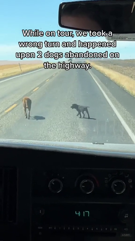 Pris While on tour, we took a wrong turn and happened upon 2 dogs abandoned on the highway. 417 Д 1001