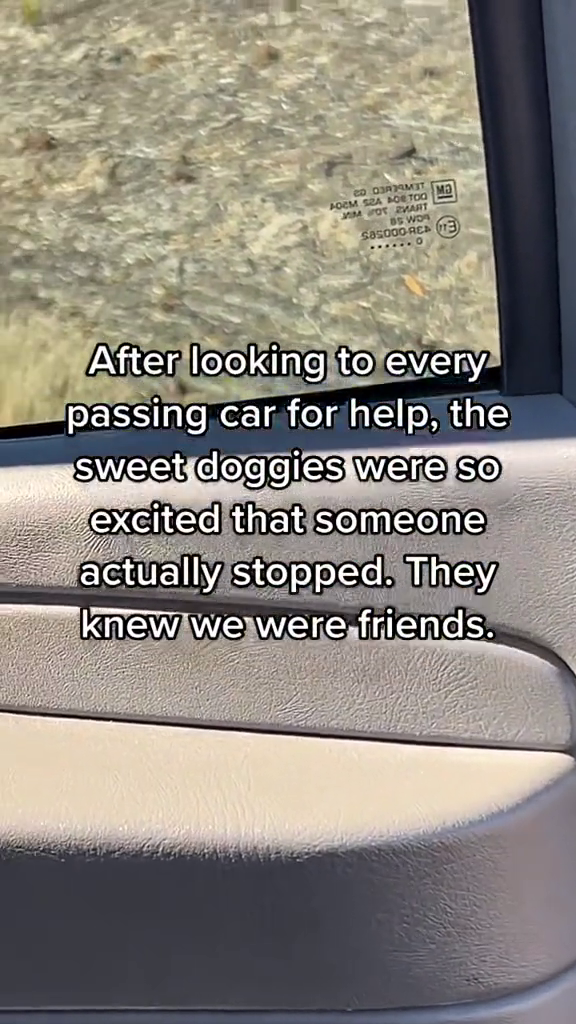 COMM AOCM SA BOE TOO MOT MART BS WOR $85000-REA (13) After looking to every passing car for help, the sweet doggies were so excited that someone actually stopped. They knew we were friends.