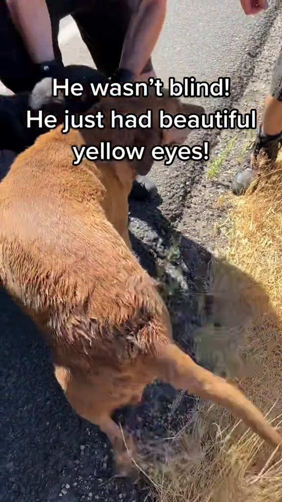 He wasn't blind! He just had beautiful yellow eyes!