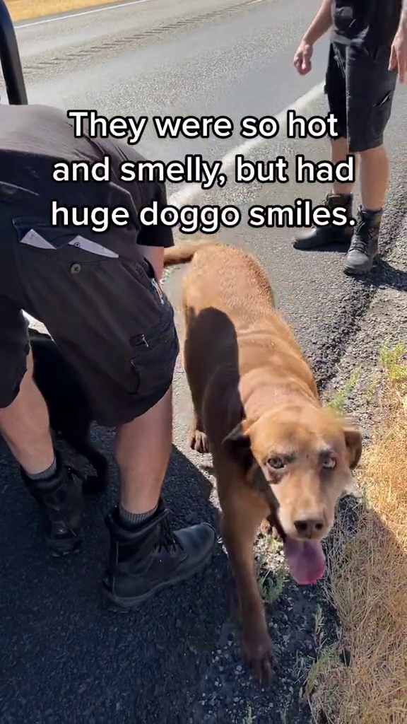 They were so hot and smelly, but had huge doggo smiles.