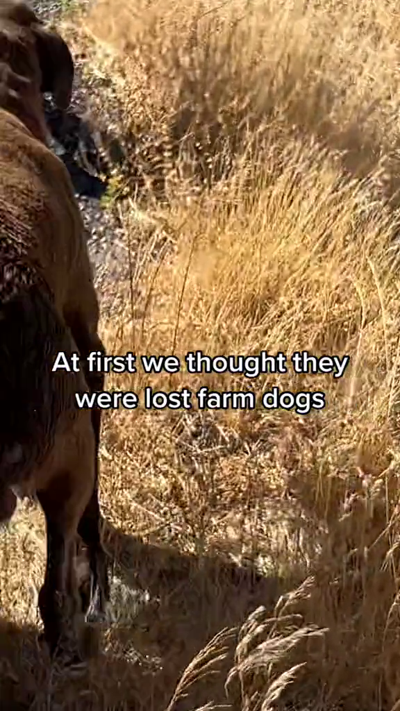 At first we thought they were lost farm dogs