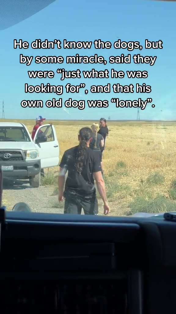 8814938 He didn't know the dogs, but by some miracle, said they were "just what he was looking for", and that his own old dog was "lonely".