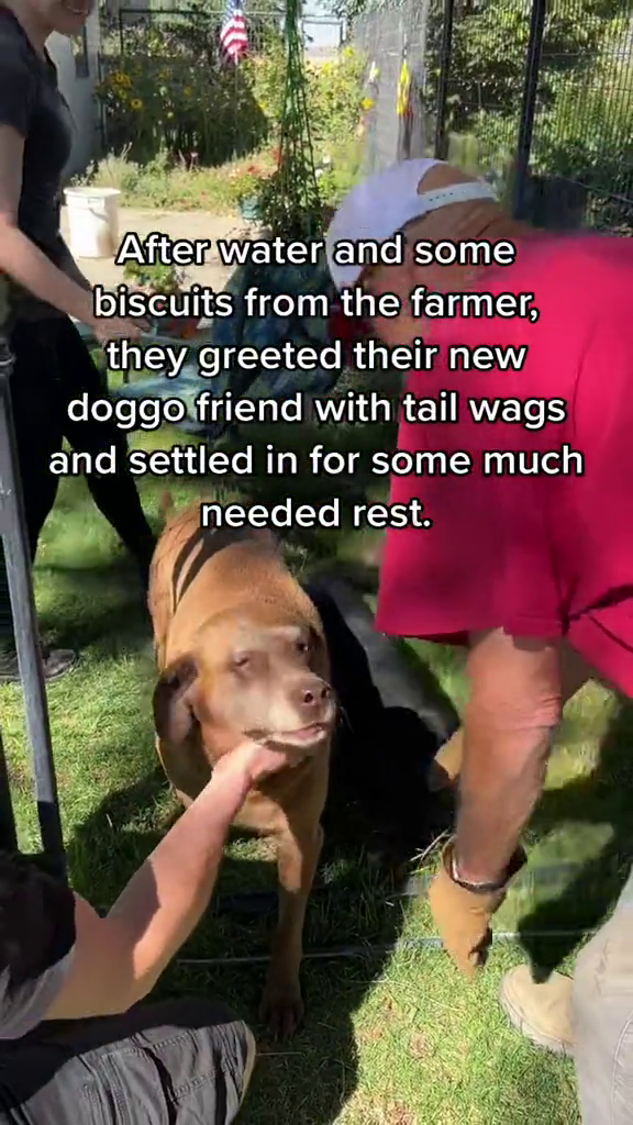 After water and some biscuits from the farmer, they greeted their new doggo friend with tail wags and settled in for some much needed rest.