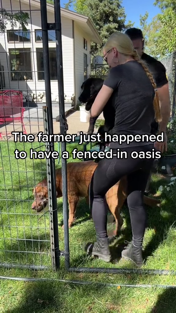 The farmer just happened to have a fenced-in oasis