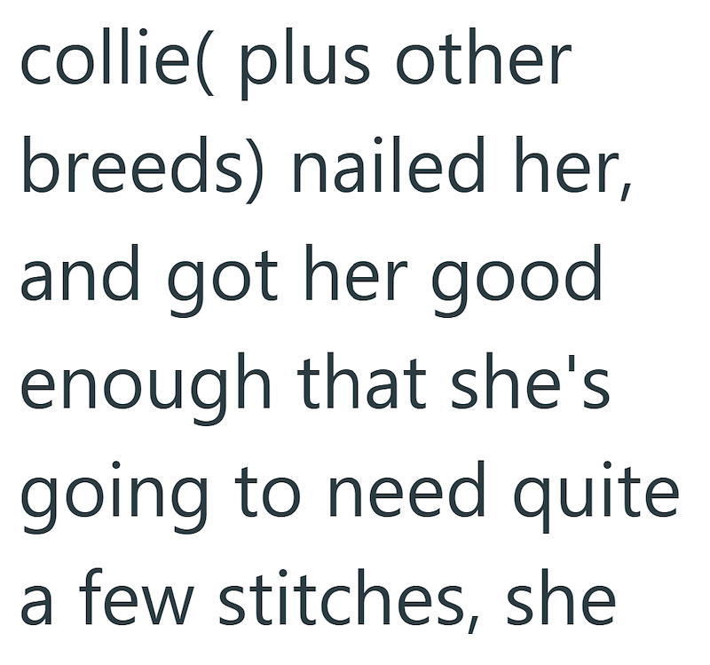 collie( plus other breeds) nailed her, and got her good enough that she's going to need quite a few stitches, she