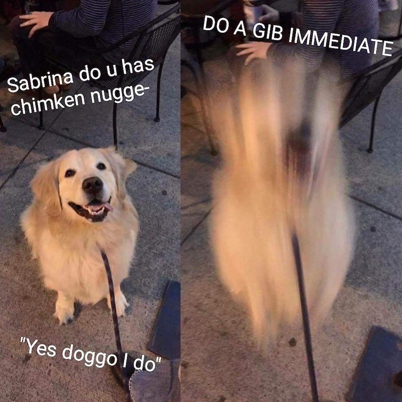 Sabrina do u has chimken nugge- "Yes doggo I do" DO A GIB IMMEDIATE