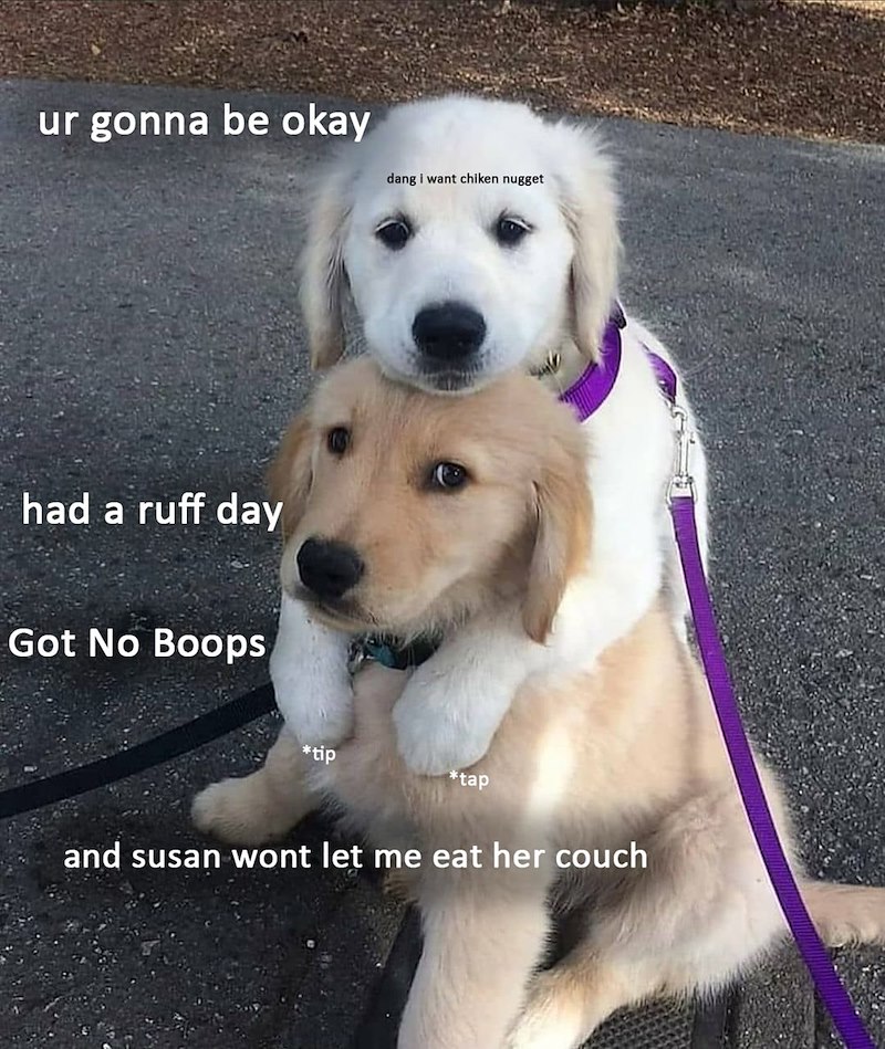 ur gonna be okay dang i want chiken nugget had a ruff day Got No Boops *tip tap and susan wont let me eat her couch