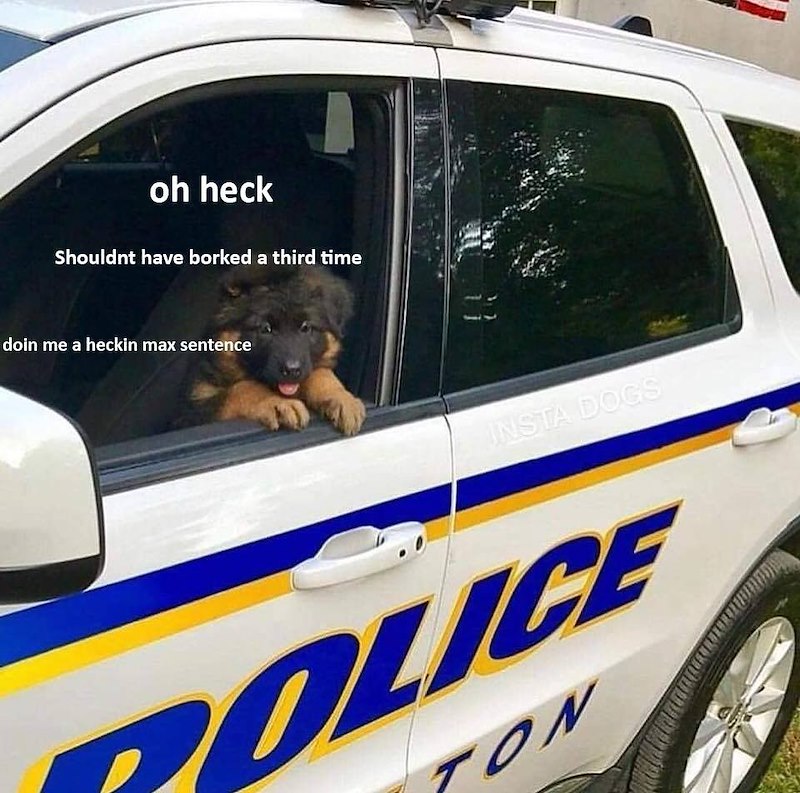 oh heck Shouldnt have borked a third time doin me a heckin max sentence INSTA DOGS POLICE TON