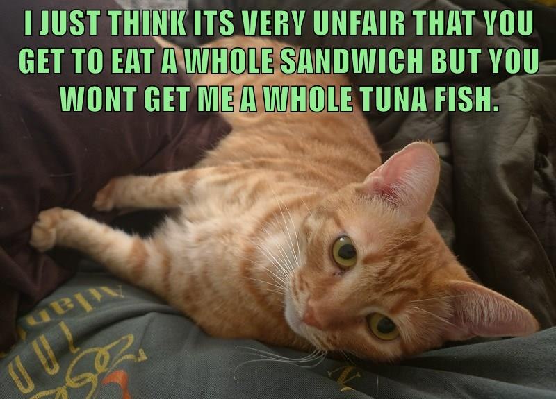 I JUST THINK ITS VERY UNFAIR THAT YOU GET TO EAT A WHOLE SANDWICH BUT YOU WONT GET ME A WHOLE TUNA FISH.