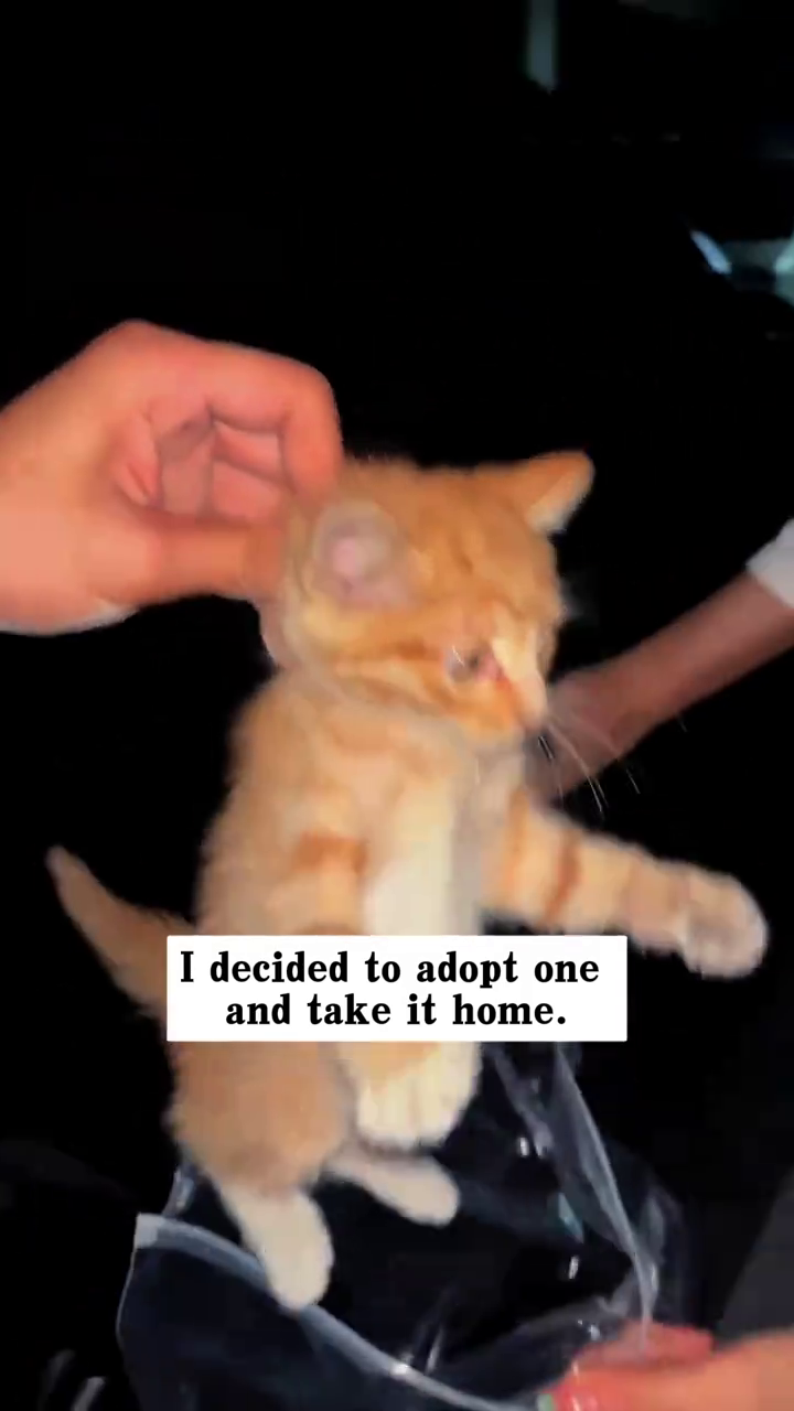 I decided to adopt one and take it home.