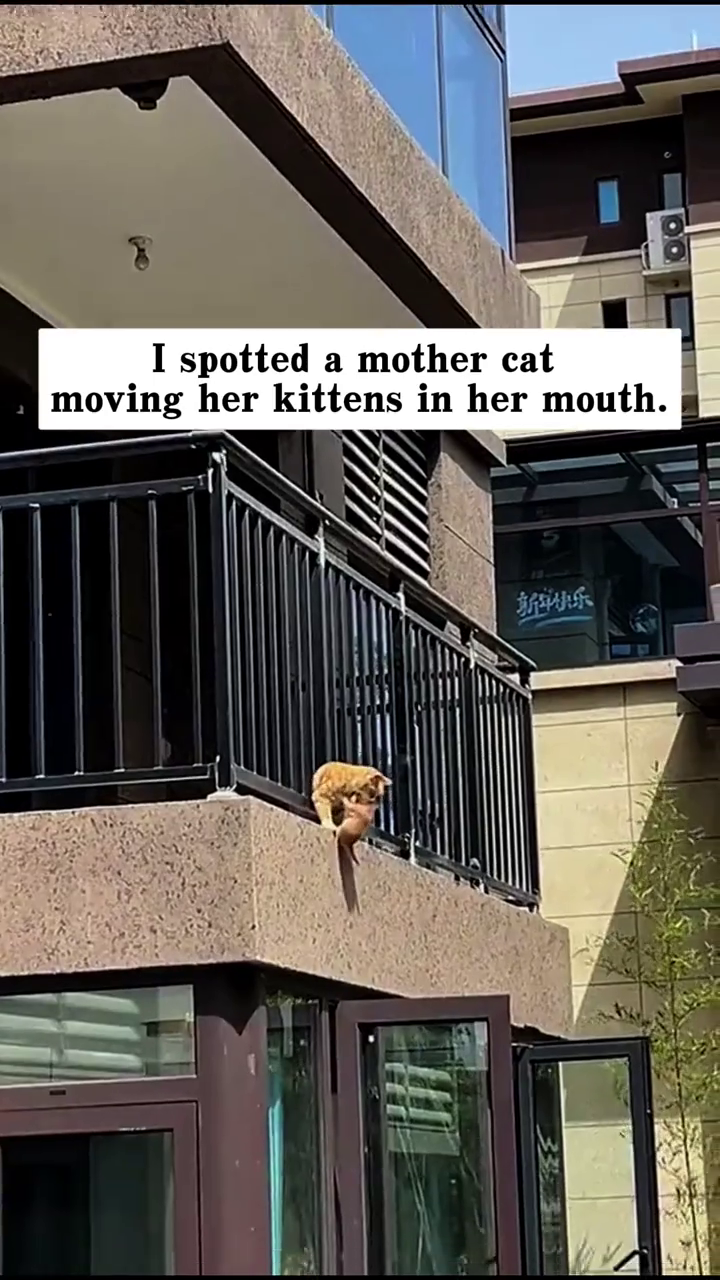 I spotted a mother cat moving her kittens in her mouth. 快乐
