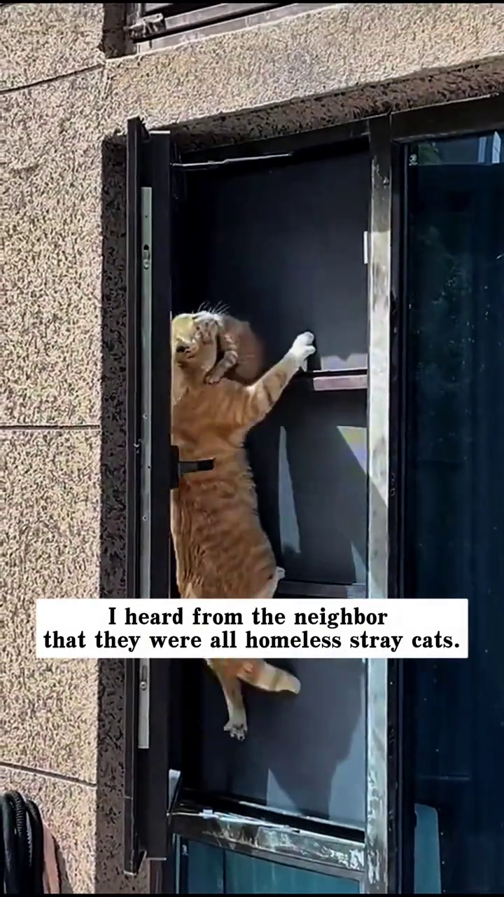 I heard from the neighbor that they were all homeless stray cats.