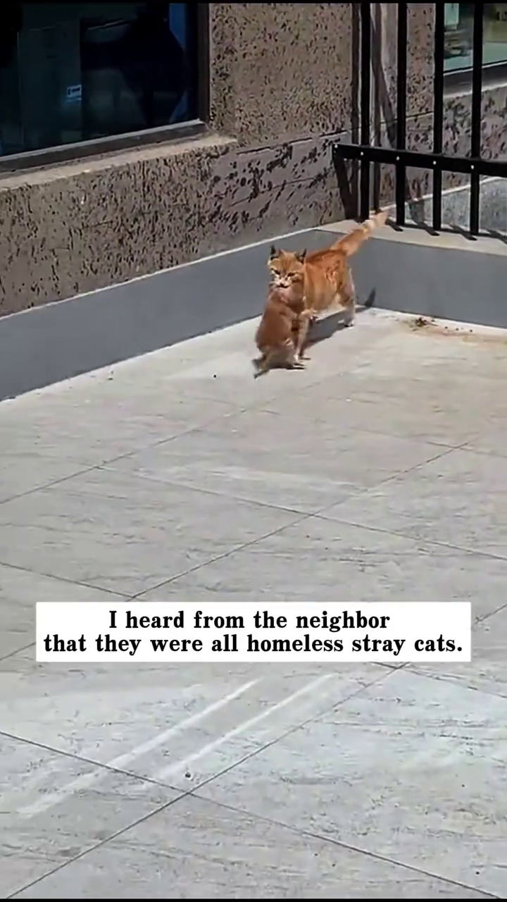 I heard from the neighbor that they were all homeless stray cats. 40