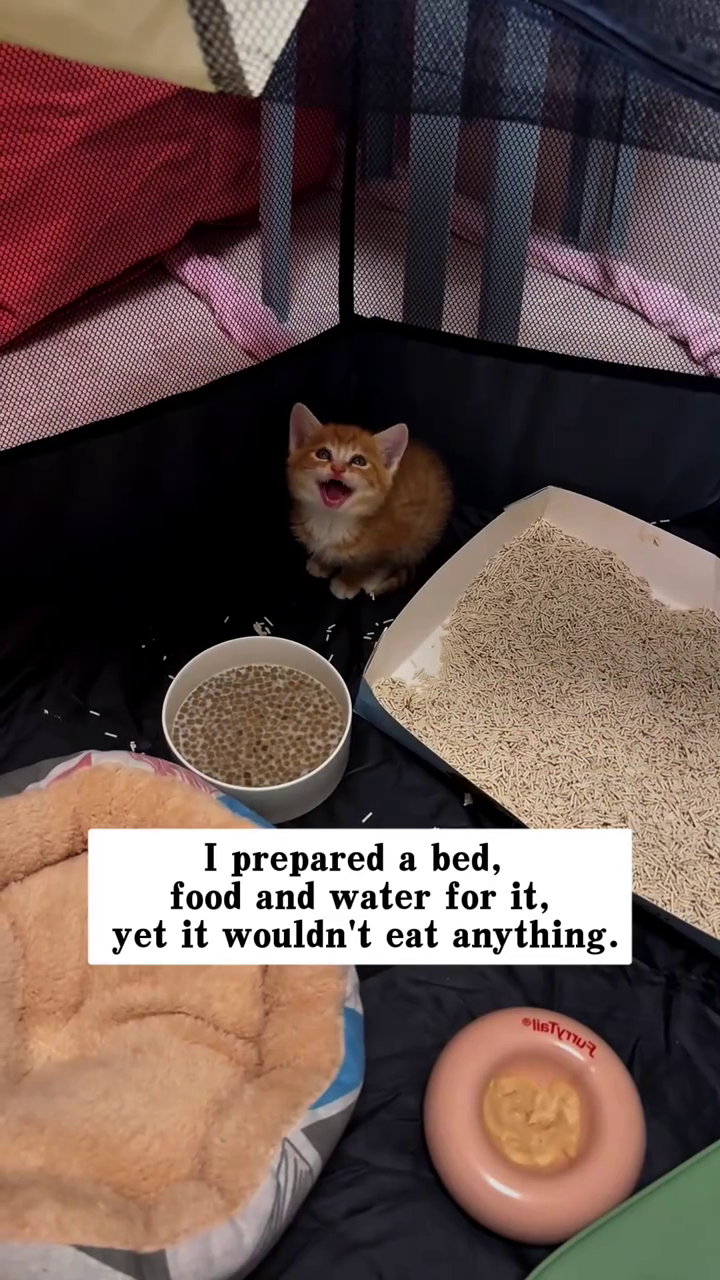 I prepared a bed, food and water for it, yet it wouldn't eat anything.