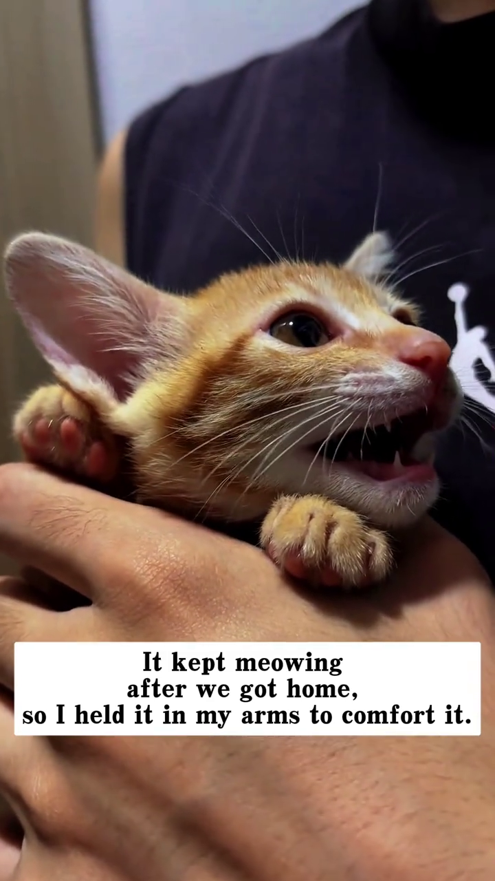 It kept meowing after we got home, so I held it in my arms to comfort it.