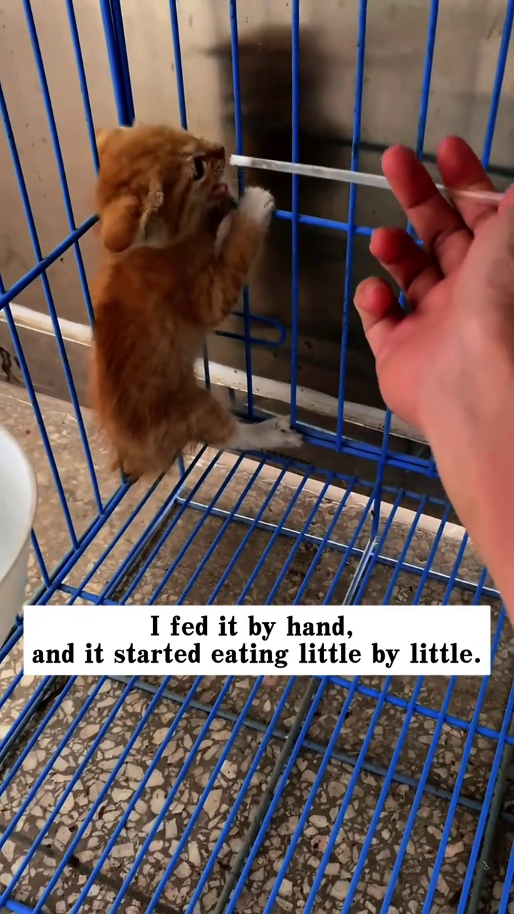 I fed it by hand, and it started eating little by little.