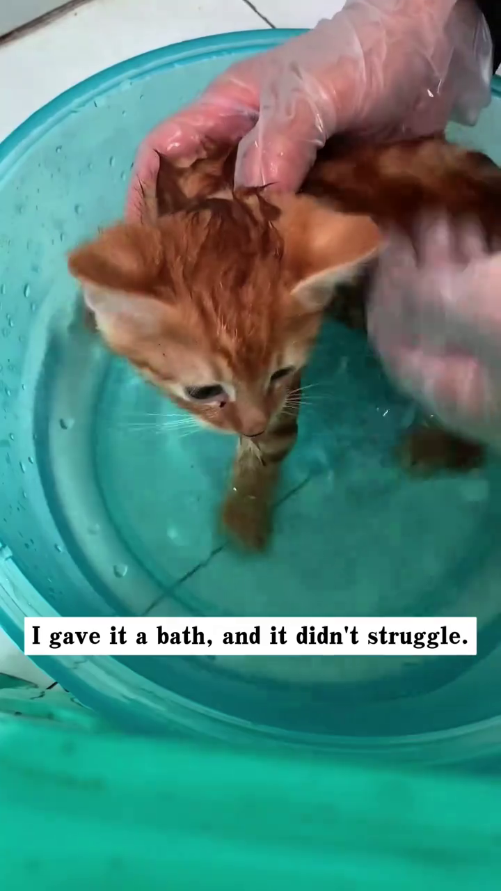 I gave it a bath, and it didn't struggle.