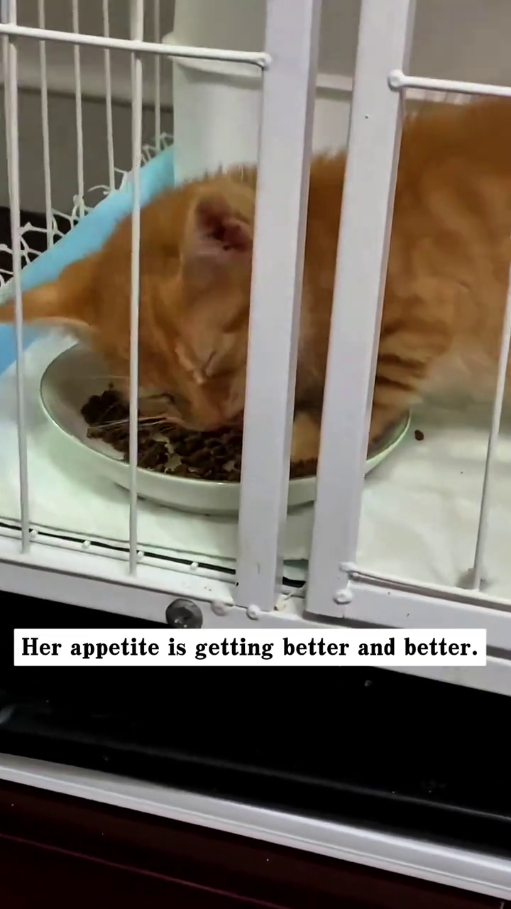 Her appetite is getting better and better.