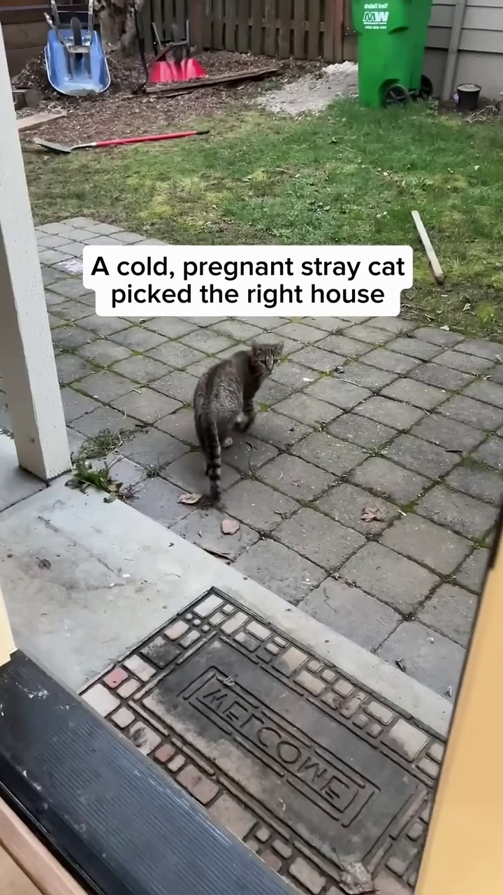 MW A cold, pregnant stray cat picked the right house METCOWE