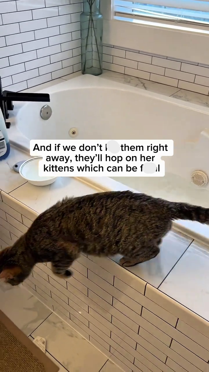 And if we don't them right away, they'll hop on her kittens which can be fl