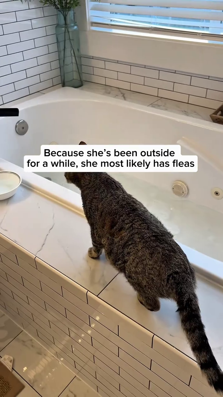 Because she's been outside for a while, she most likely has fleas