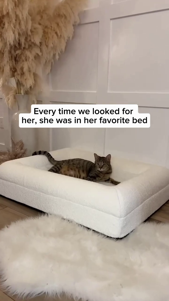 Every time we looked for her, she was in her favorite bed