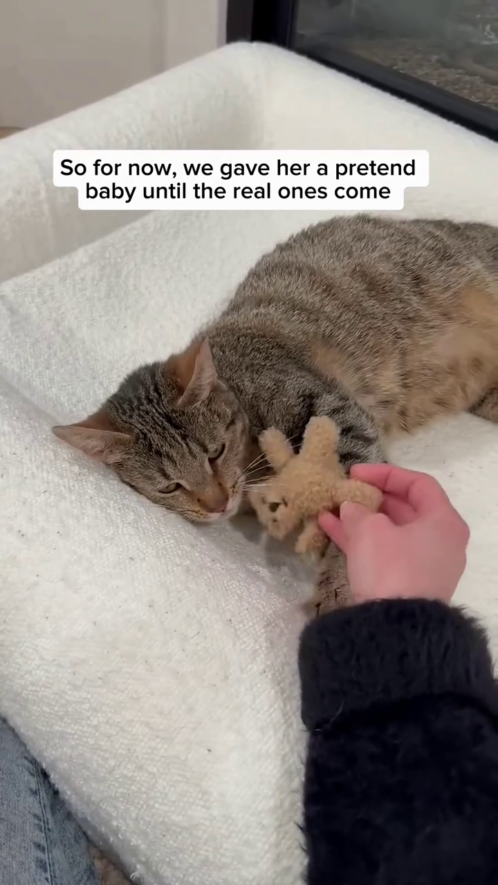 So for now, we gave her a pretend baby until the real ones come