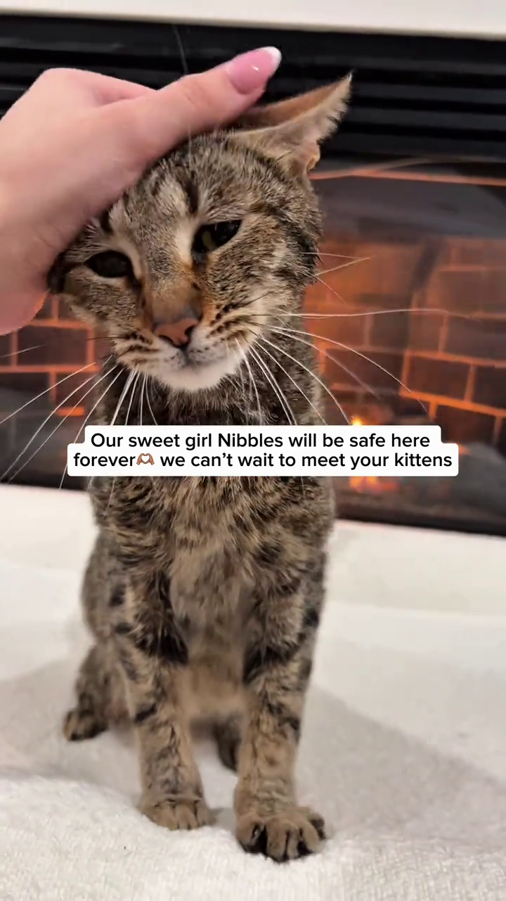 Our sweet girl Nibbles will be safe here forever we can't wait to meet your kittens