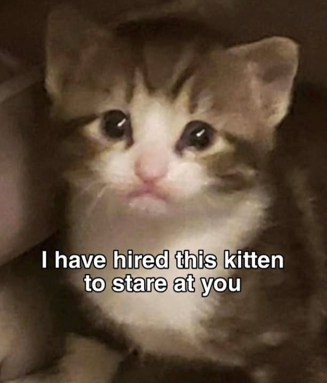 I have hired this kitten to stare at you