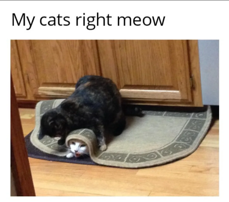 My cats right meow