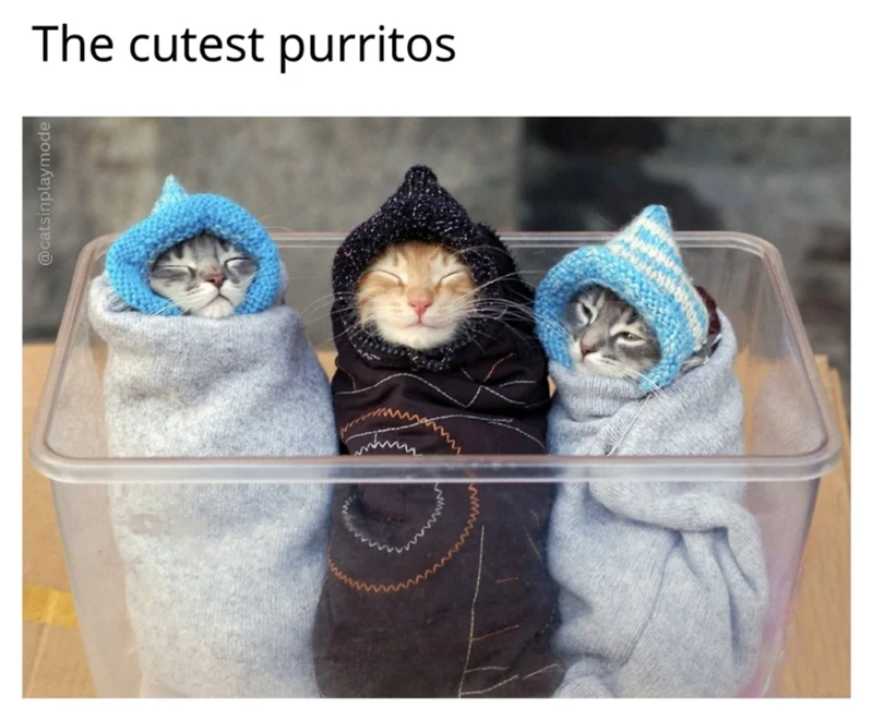 @catsinplaymode The cutest purritos www.