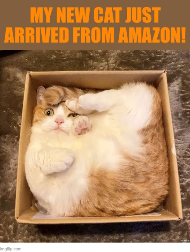 MY NEW CAT JUST ARRIVED FROM AMAZON! imgflip.com Todirat