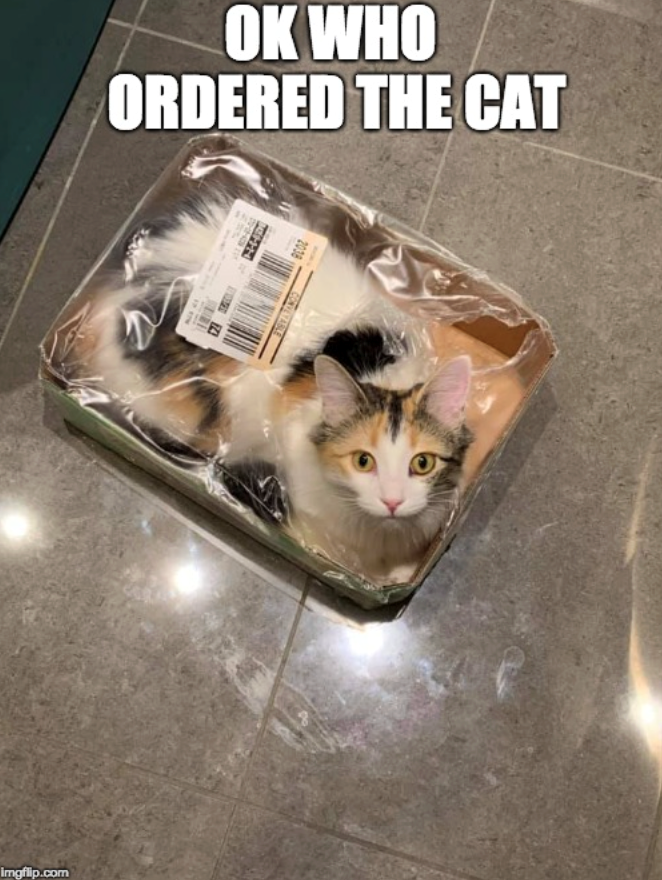 OK WHO ORDERED THE CAT H H 2038 imgflip.com