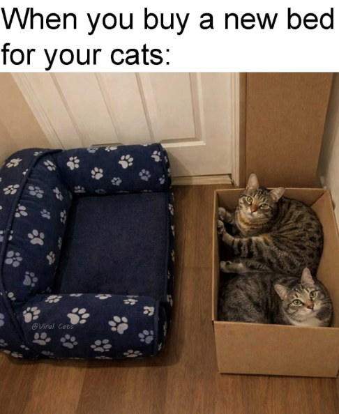 When you buy a new bed for your cats: @Viral Cats