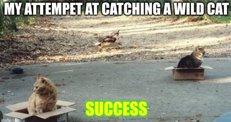 MY ATTEMPET AT CATCHING A WILD CAT imgflip.com SUCCESS