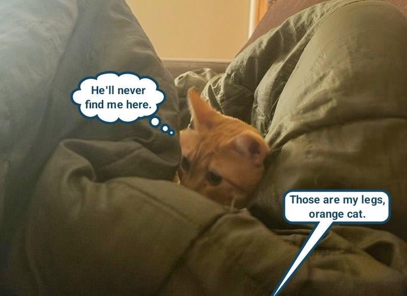 He'll never find me here. Those are my legs, orange cat.